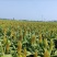 糯高梁1617大量上市量大从优颗粒饱满可视频看