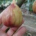 无花果苗波姬红金傲芬芭荖奈斯特拉无花果苗