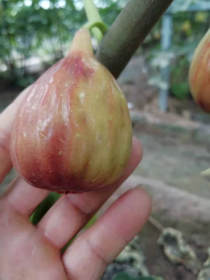 无花果苗波姬红金傲芬芭荖奈斯特拉无花果苗