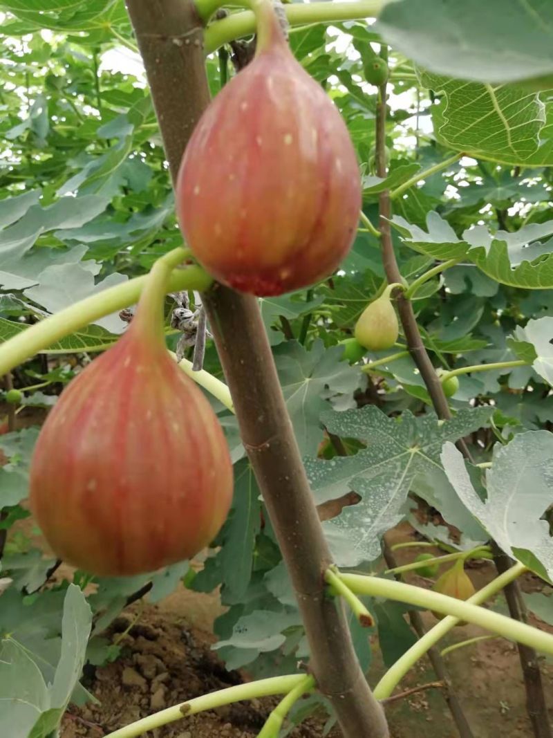 无花果苗波姬红金傲芬芭荖奈斯特拉无花果苗