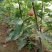 无花果苗波姬红金傲芬芭荖奈斯特拉无花果苗
