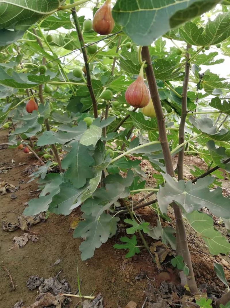 无花果苗波姬红金傲芬芭荖奈斯特拉无花果苗