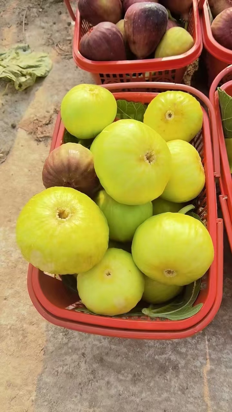 无花果苗波姬红金傲芬芭荖奈斯特拉无花果苗