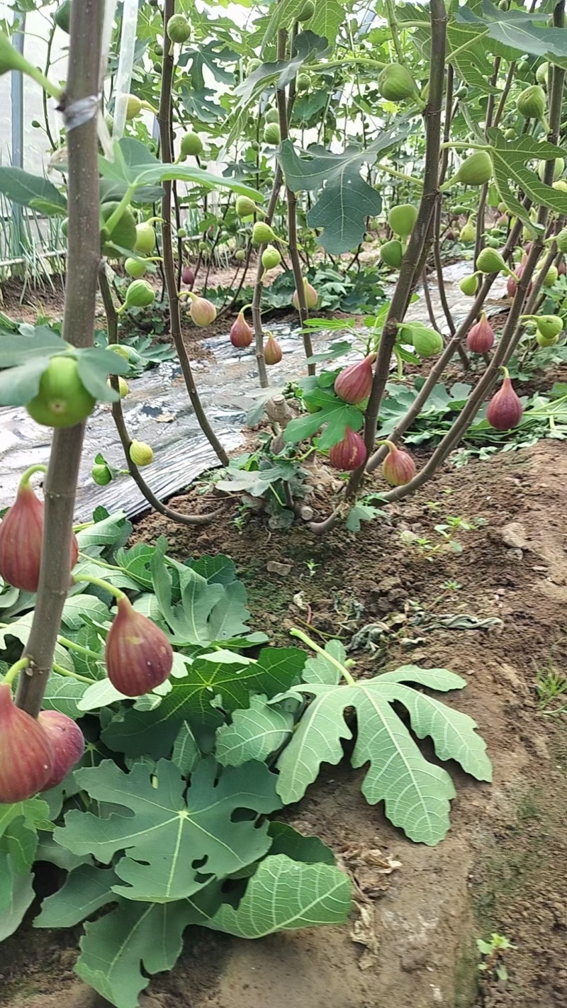 无花果苗波姬红金傲芬芭荖奈斯特拉无花果苗
