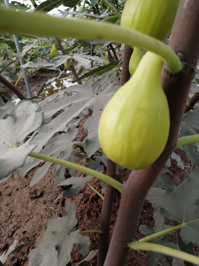 无花果苗波姬红金傲芬芭荖奈斯特拉无花果苗