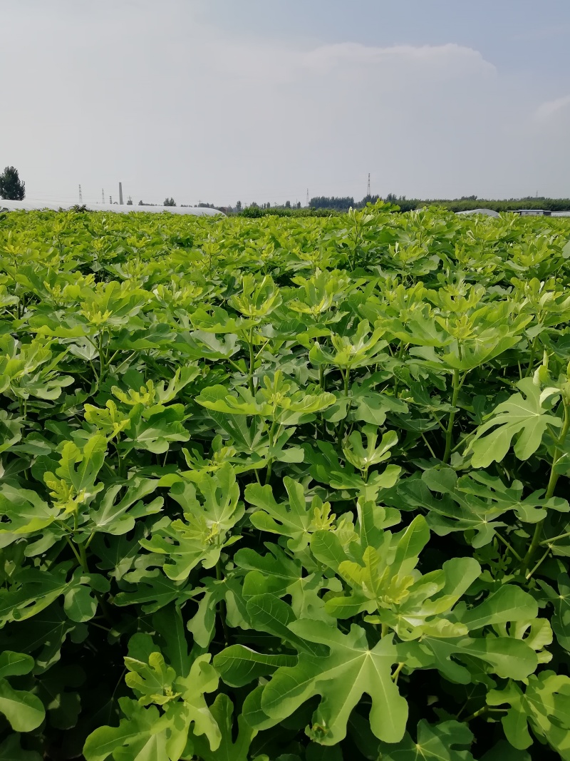无花果苗波姬红金傲芬芭荖奈斯特拉无花果苗