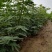 无花果苗波姬红金傲芬芭荖奈斯特拉无花果苗