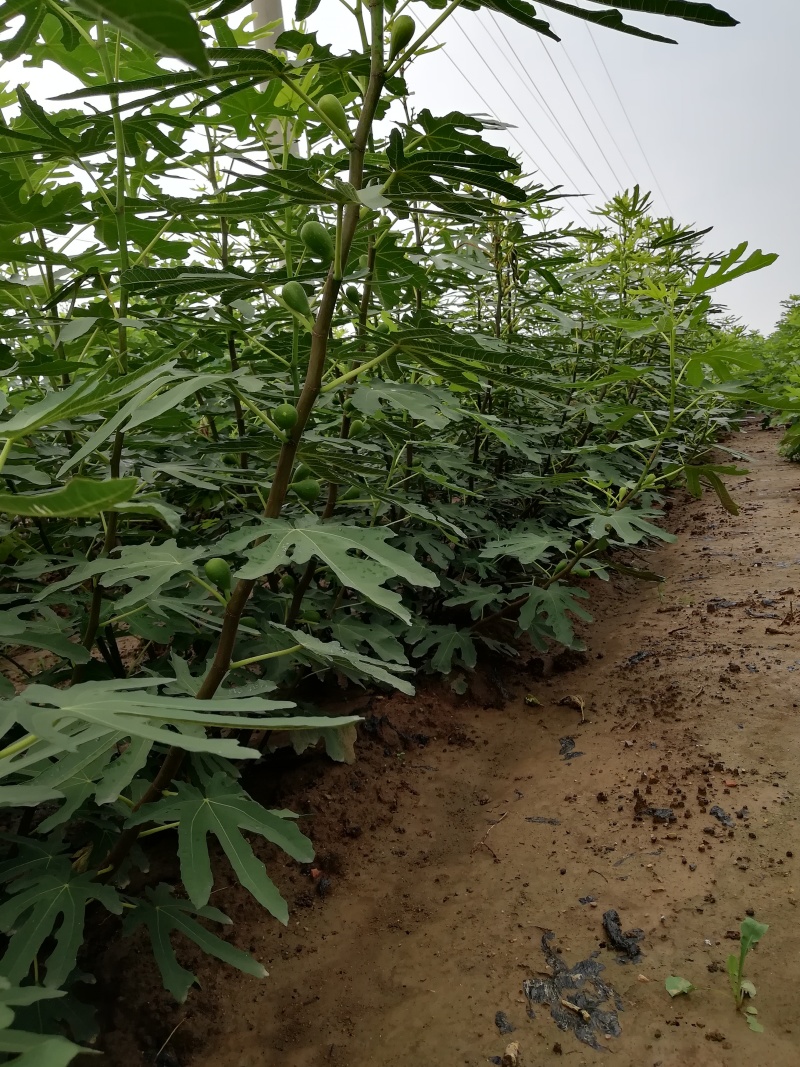 无花果苗波姬红金傲芬芭荖奈斯特拉无花果苗