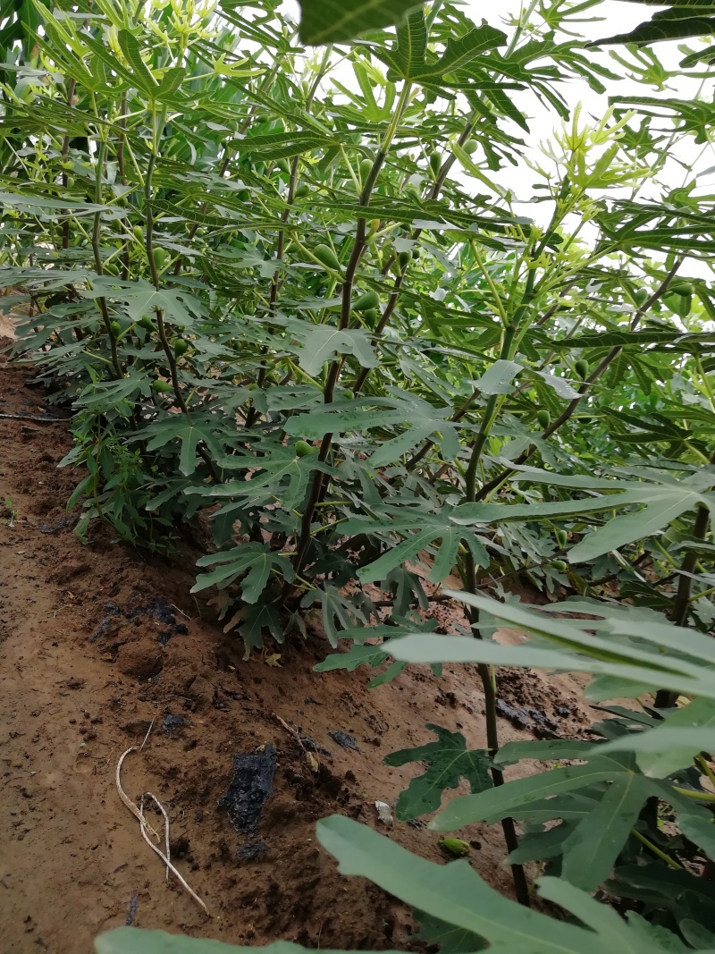 无花果苗波姬红金傲芬芭荖奈斯特拉无花果苗