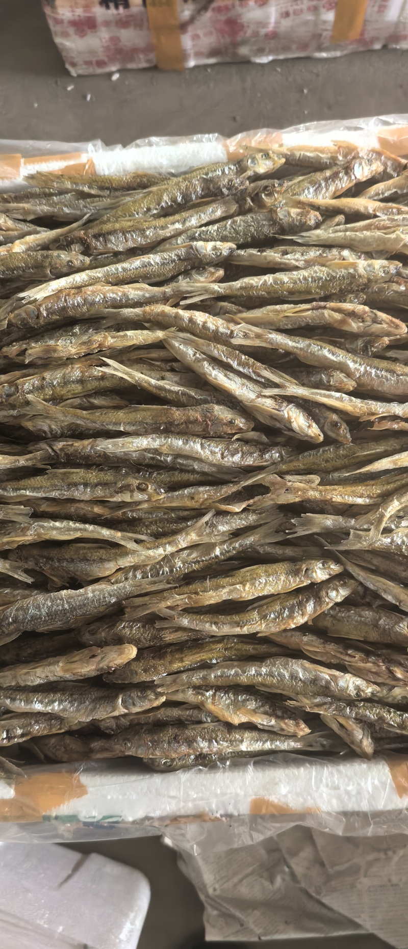 黑龙江棍子鱼（船丁鱼）出水人工刨腹直接烤干，鲜货烤至