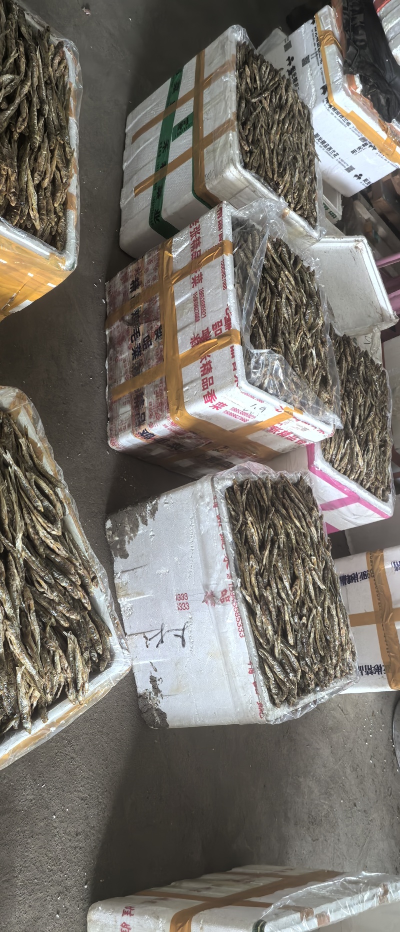 黑龙江棍子鱼（船丁鱼）出水人工刨腹直接烤干，鲜货烤至
