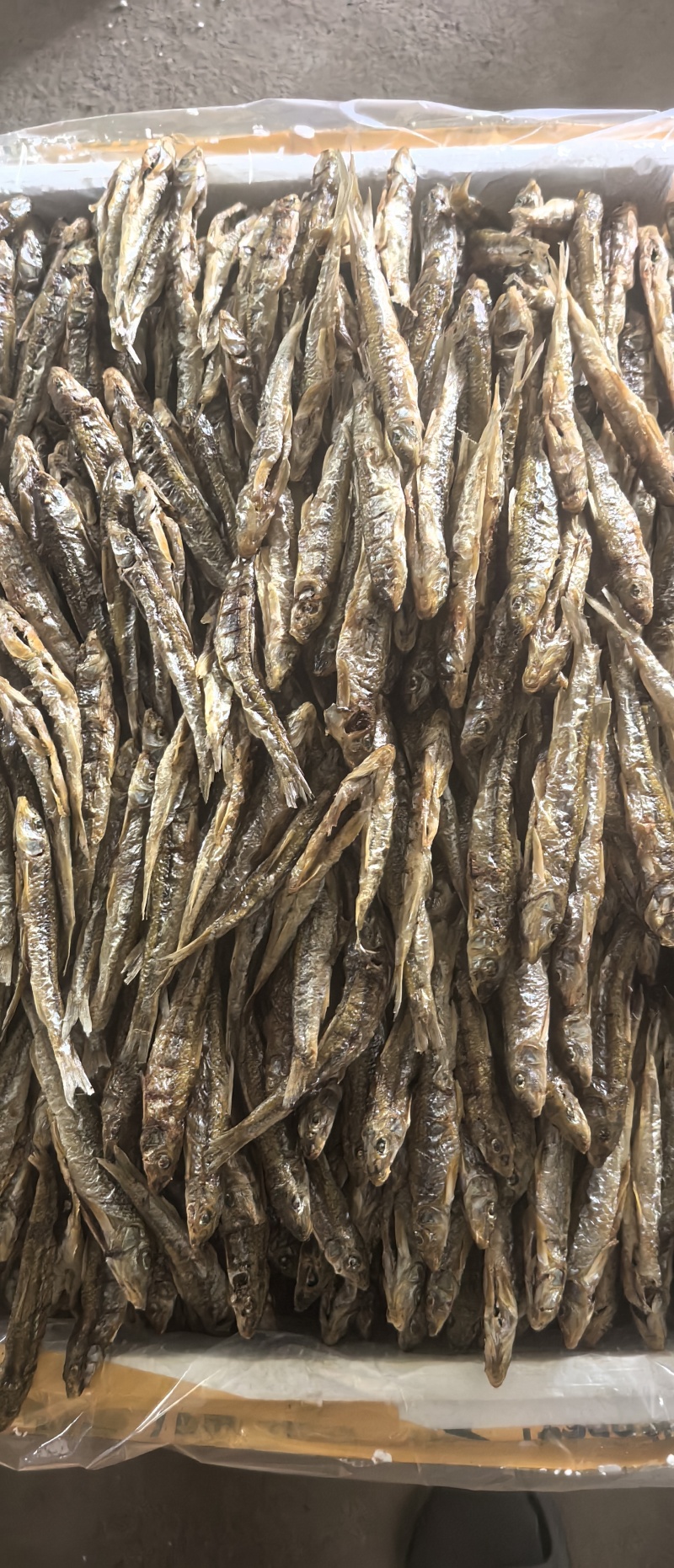 黑龙江棍子鱼（船丁鱼）出水人工刨腹直接烤干，鲜货烤至