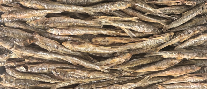 黑龙江棍子鱼（船丁鱼）出水人工刨腹直接烤干，鲜货烤至