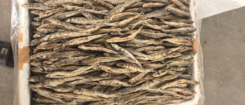 黑龙江棍子鱼（船丁鱼）出水人工刨腹直接烤干，鲜货烤至