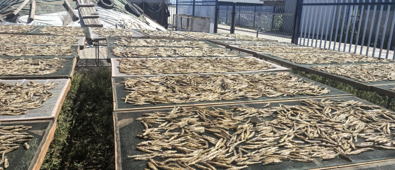 黑龙江棍子鱼（船丁鱼）出水人工刨腹直接烤干，鲜货烤至