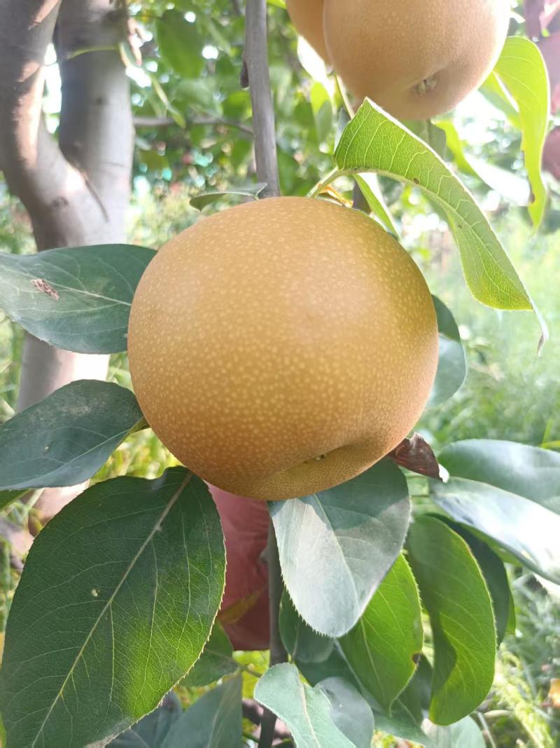 精品秋月梨，质量好，价格低，货源充足，可代发