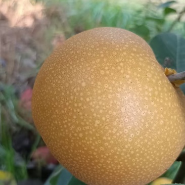 精品秋月梨，质量好，价格低，货源充足，可代发