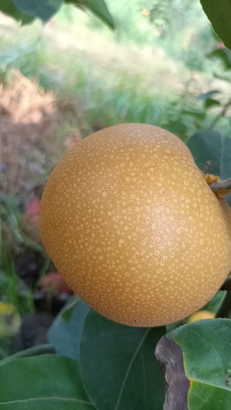 精品秋月梨，质量好，价格低，货源充足，可代发
