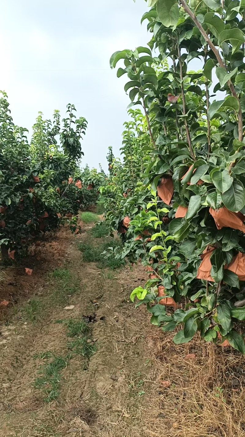 精品秋月梨，质量好，价格低，货源充足，可代发