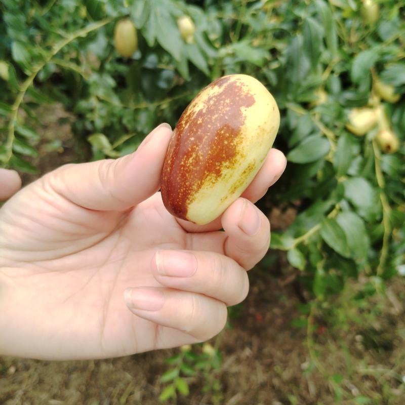 贵妃枣