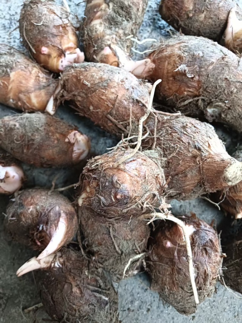 【热卖】红芽芋头量大质优价格优惠基地直销欢迎咨询采购