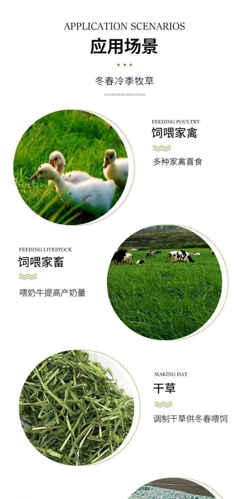 冬牧70黑麦草厂家批发牛羊爱吃的牧草，优质牧草