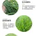 冬牧70黑麦草厂家批发牛羊爱吃的牧草，优质牧草
