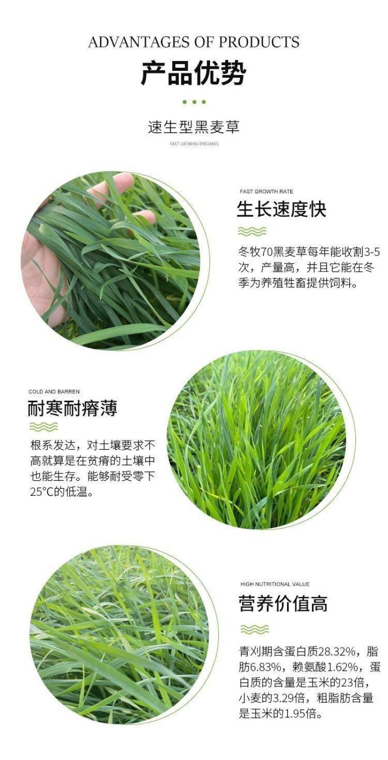 冬牧70黑麦草厂家批发牛羊爱吃的牧草，优质牧草