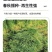 冬牧70黑麦草厂家批发牛羊爱吃的牧草，优质牧草