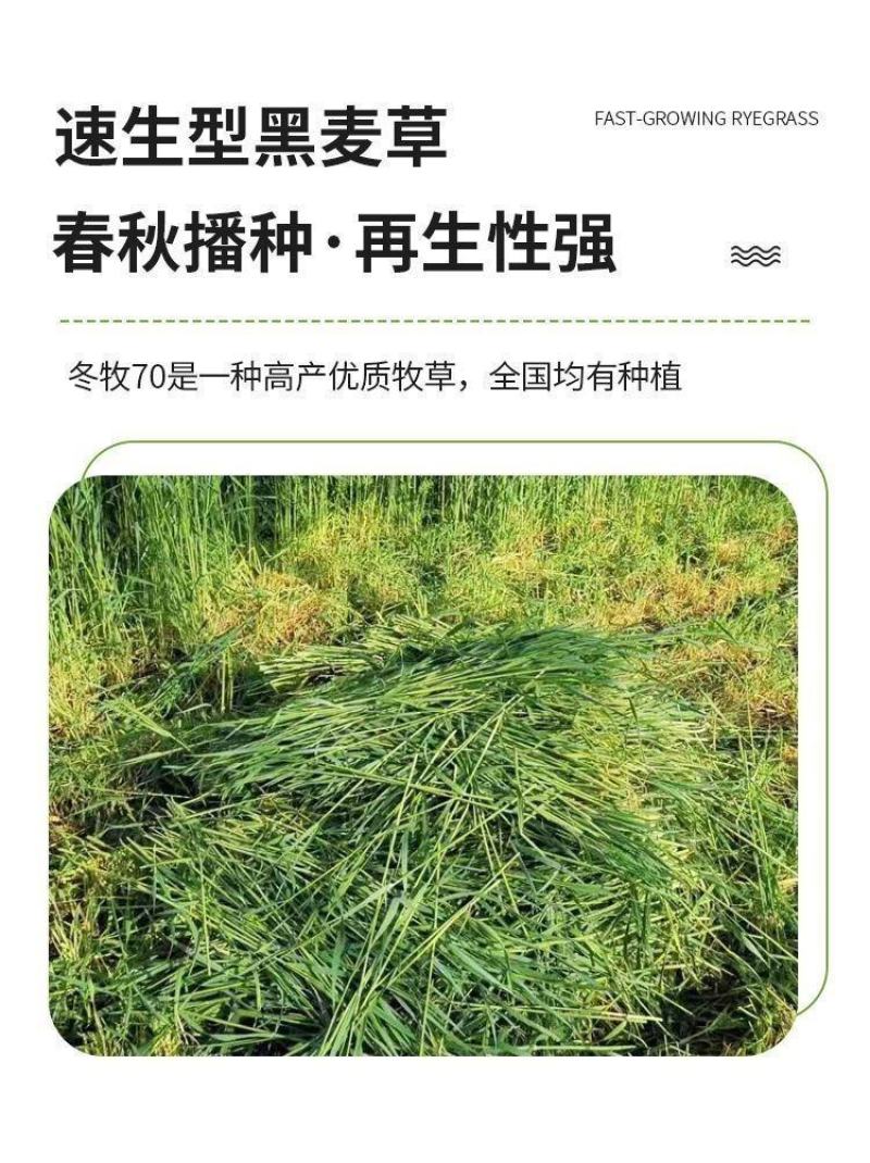 冬牧70黑麦草厂家批发牛羊爱吃的牧草，优质牧草