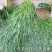 冬牧70黑麦草厂家批发牛羊爱吃的牧草，优质牧草