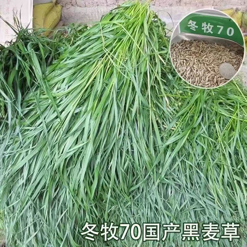 冬牧70黑麦草厂家批发牛羊爱吃的牧草，优质牧草