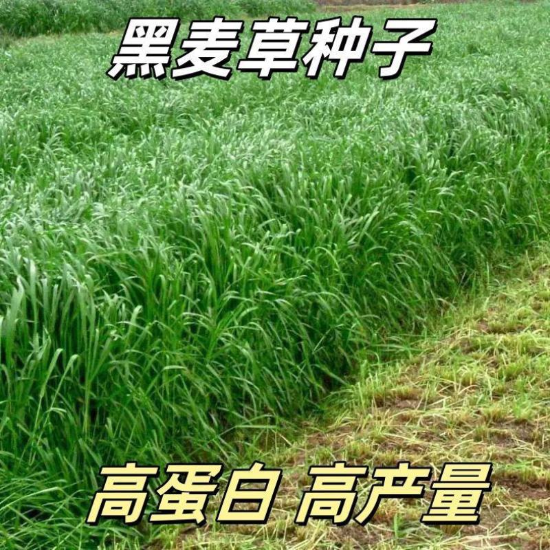 黑麦草种子厂家发货一手货源批发品质保证价格便宜欢迎咨询