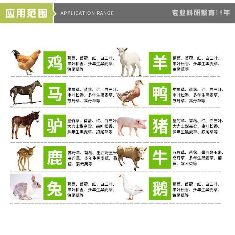 黑麦草种子厂家发货一手货源批发品质保证价格便宜欢迎咨询