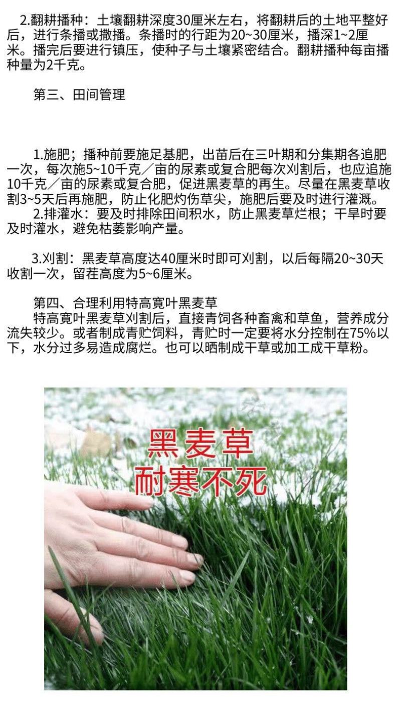 黑麦草种子厂家发货一手货源批发品质保证价格便宜欢迎咨询
