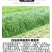 黑麦草种子厂家发货一手货源批发品质保证价格便宜欢迎咨询