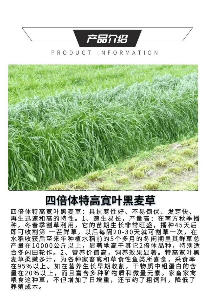 黑麦草种子厂家发货一手货源批发品质保证价格便宜欢迎咨询