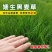 蓝标矮生黑麦草草坪种子多年生护坡草坪厂家批发