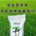 蓝标矮生黑麦草草坪种子多年生护坡草坪厂家批发