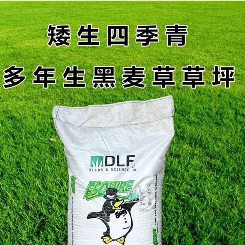 蓝标矮生黑麦草草坪种子多年生护坡草坪厂家批发