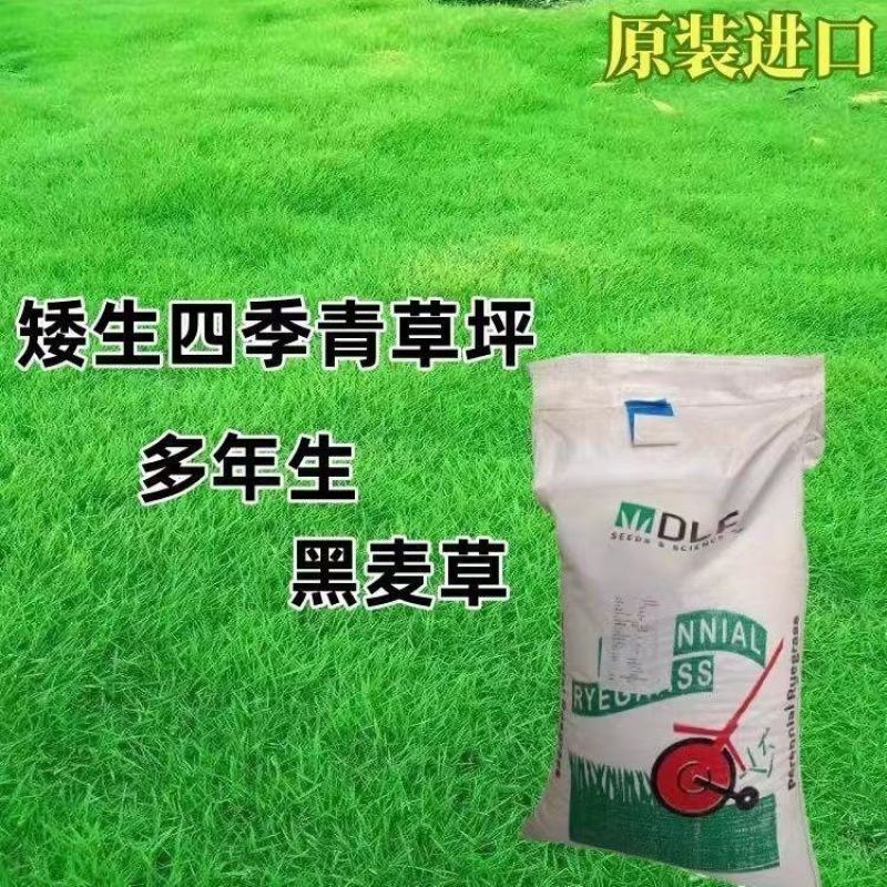 蓝标矮生黑麦草草坪种子多年生护坡草坪厂家批发