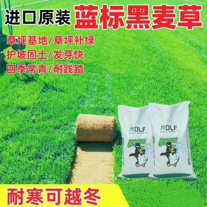 蓝标矮生黑麦草草坪种子多年生护坡草坪厂家批发