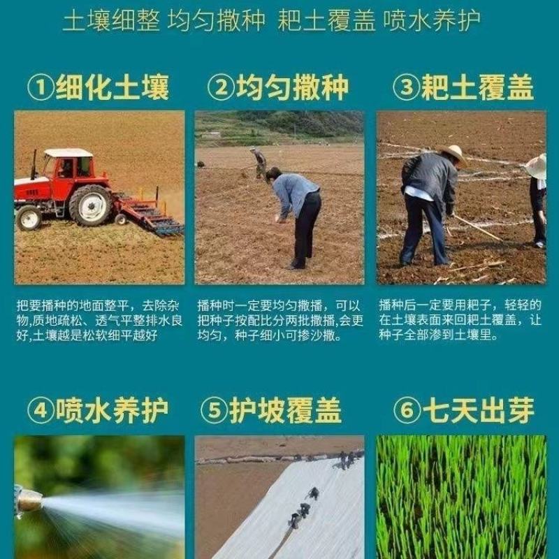 蓝标矮生黑麦草草坪种子多年生护坡草坪厂家批发