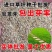 蓝标矮生黑麦草草坪种子多年生护坡草坪厂家批发