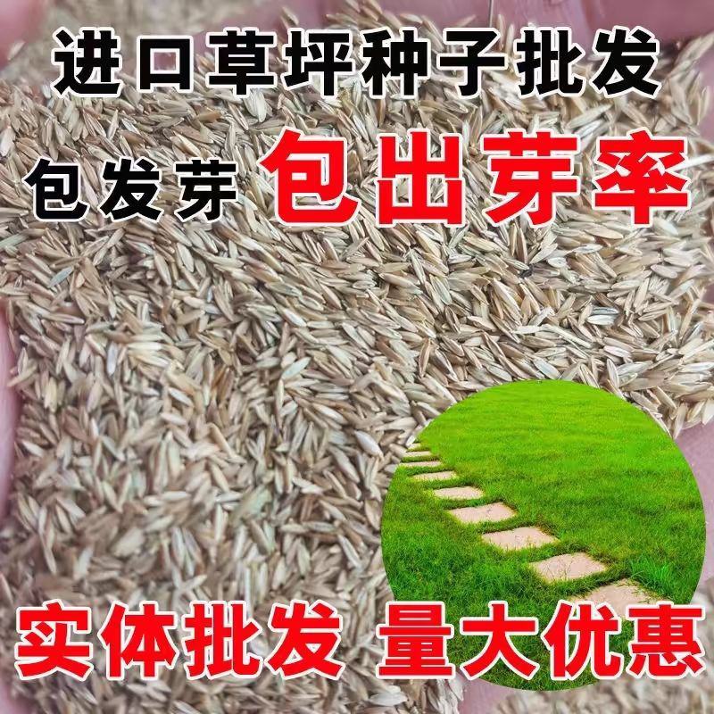 蓝标矮生黑麦草草坪种子多年生护坡草坪厂家批发