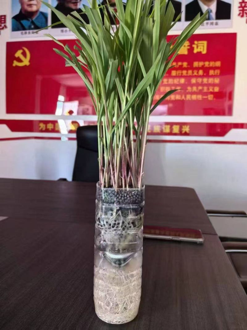 氨基酸微生物菌剂，氨基酸微生物菌剂颗粒