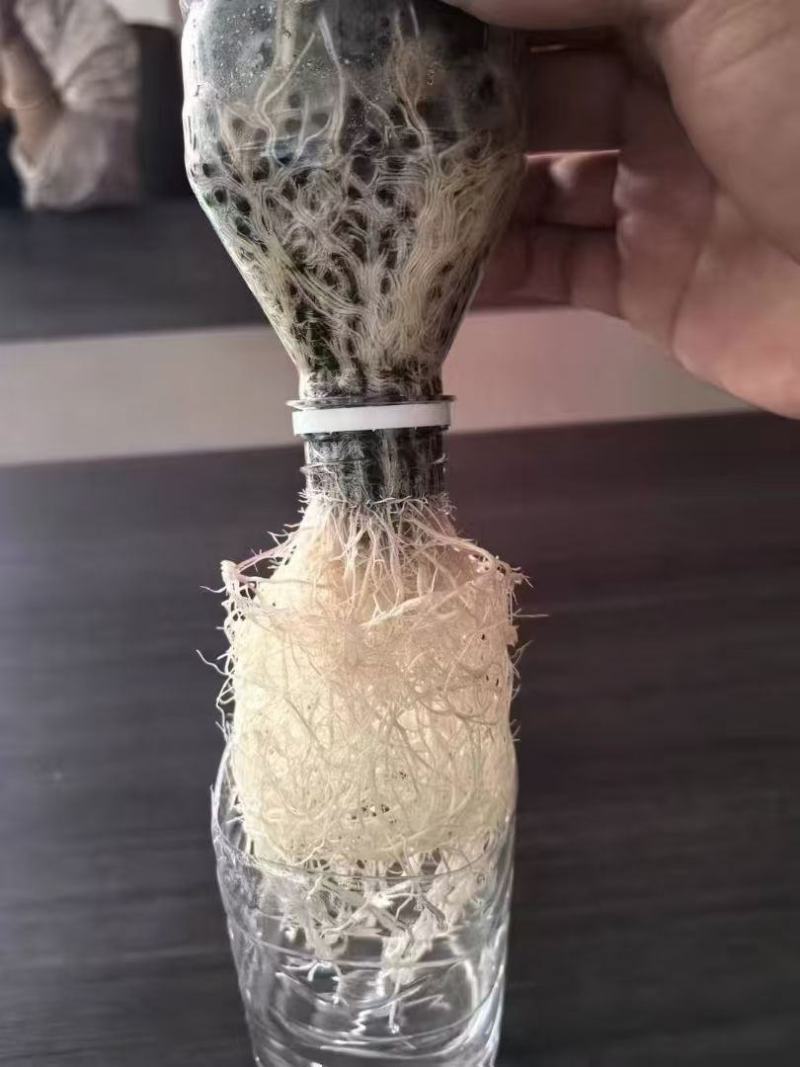 氨基酸微生物菌剂，氨基酸微生物菌剂颗粒