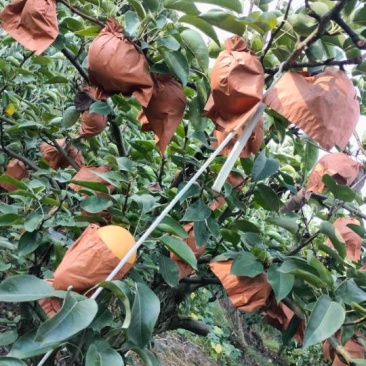 大量批发，量大从优，只限达州附近的采购商