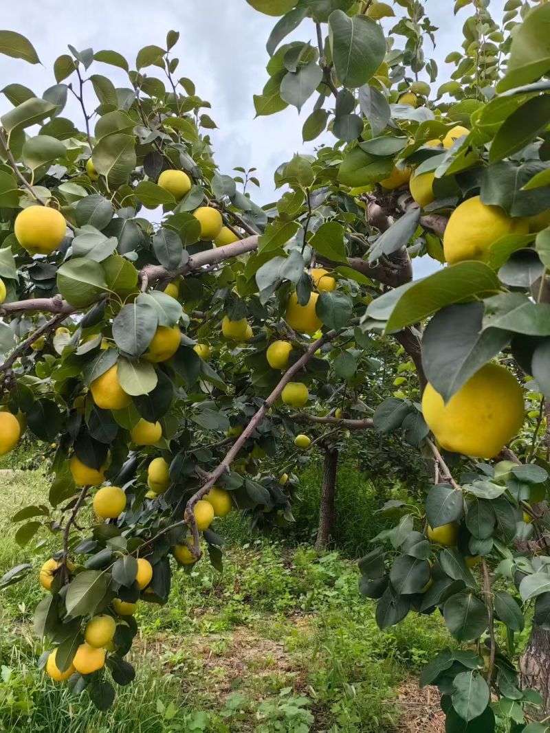 甘肃白银景泰皇冠梨