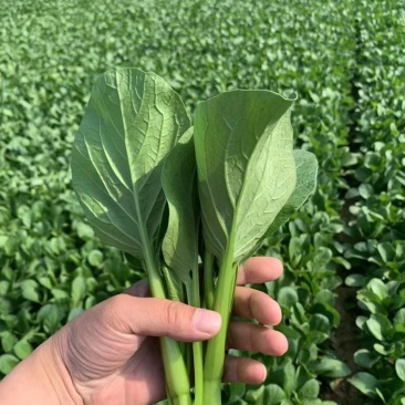 【实力代办】山东菏泽曹县菜芯青菜苔产地直供欢迎来电